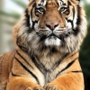 Фотообои Decocode Гордый тигр 2*2,8м