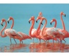 Фотообои виниловые Фламинго 1,90*1,35м
